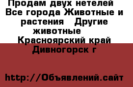 Продам двух нетелей - Все города Животные и растения » Другие животные   . Красноярский край,Дивногорск г.